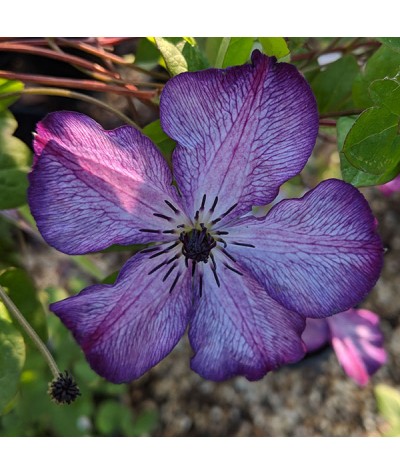 Clematis viticella Super Nova (2lt)