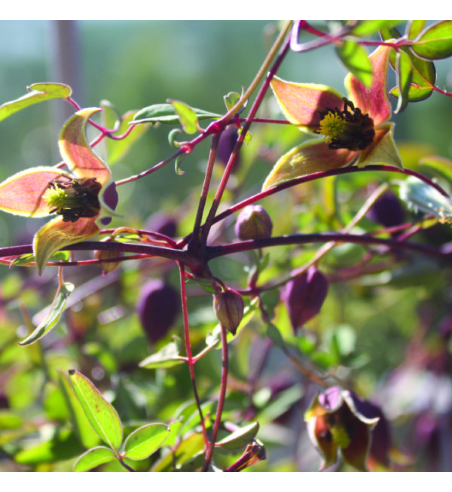 Clematis My Angel (tangutica) (2lt)