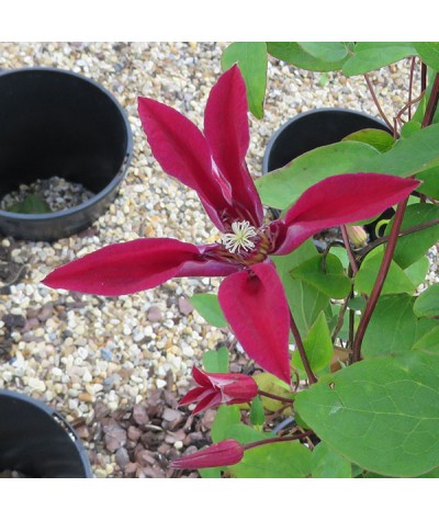 Clematis texensis Gravetye Beauty  (3lt)