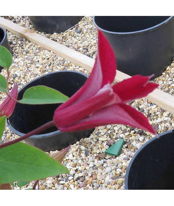 Clematis texensis Gravetye Beauty  (3lt)