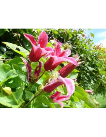 Clematis texensis Princess Diana (2lt)