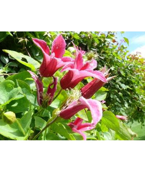 Clematis texensis Princess Diana (2lt)