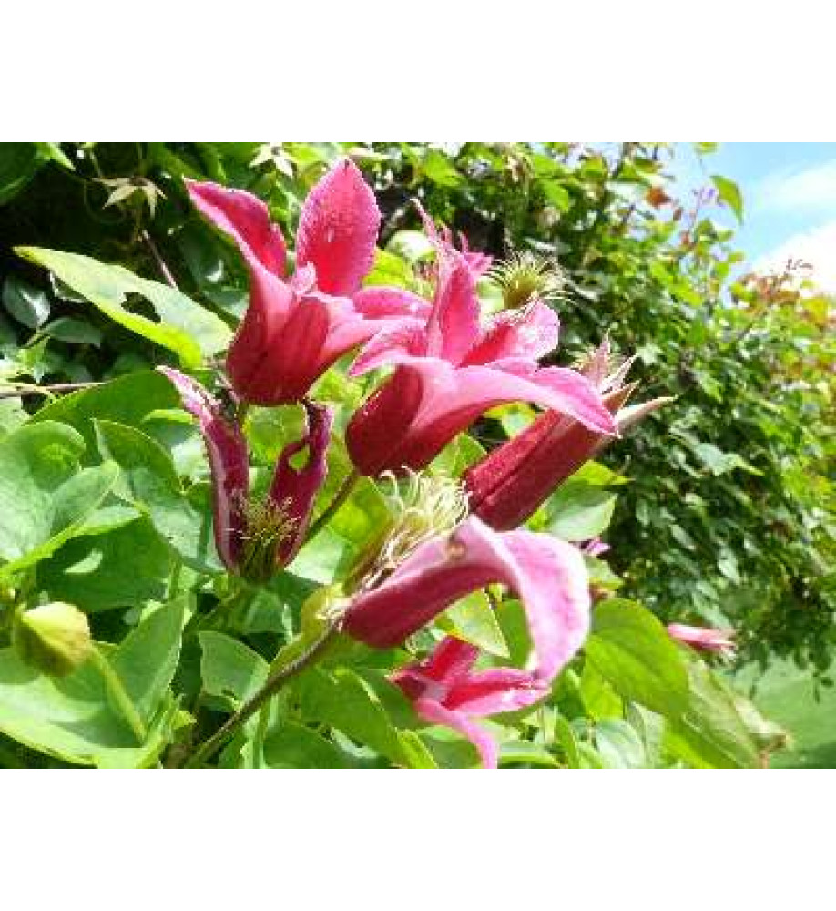 Clematis texensis Princess Diana (2lt)