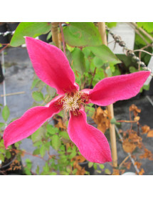 Clematis texensis Princess Diana (2lt)