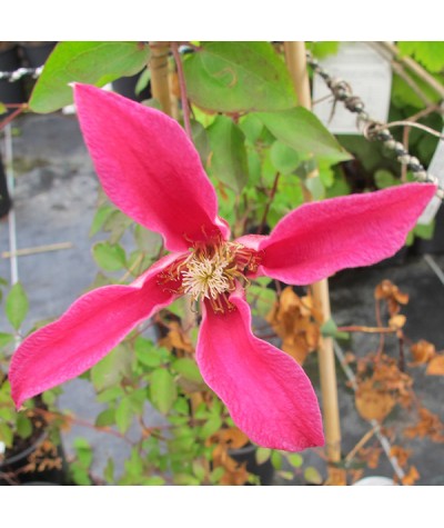 Clematis texensis Princess Diana (2lt)