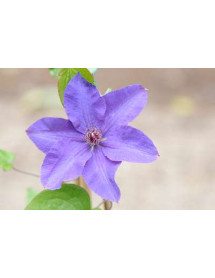 Clematis The President (3lt)