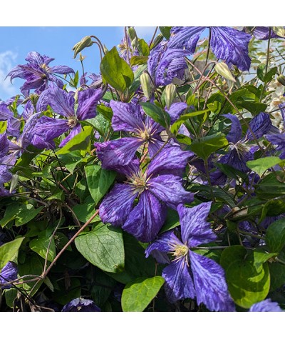 Clematis Tie Dye (2lt)