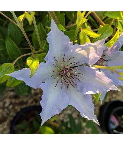 Clematis Tranquilite (3lt)