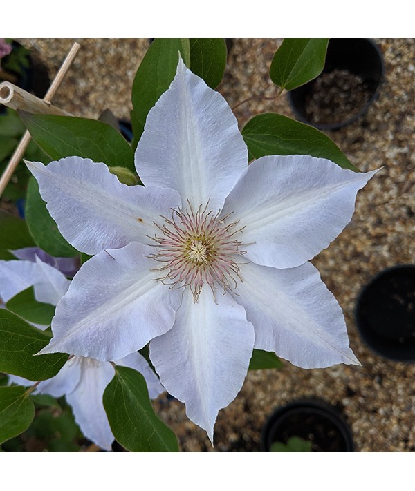 Clematis Tranquilite (3lt)