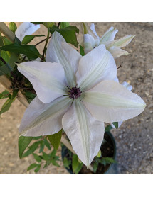 Clematis Tsukiko (Evipo110) (3lt)
