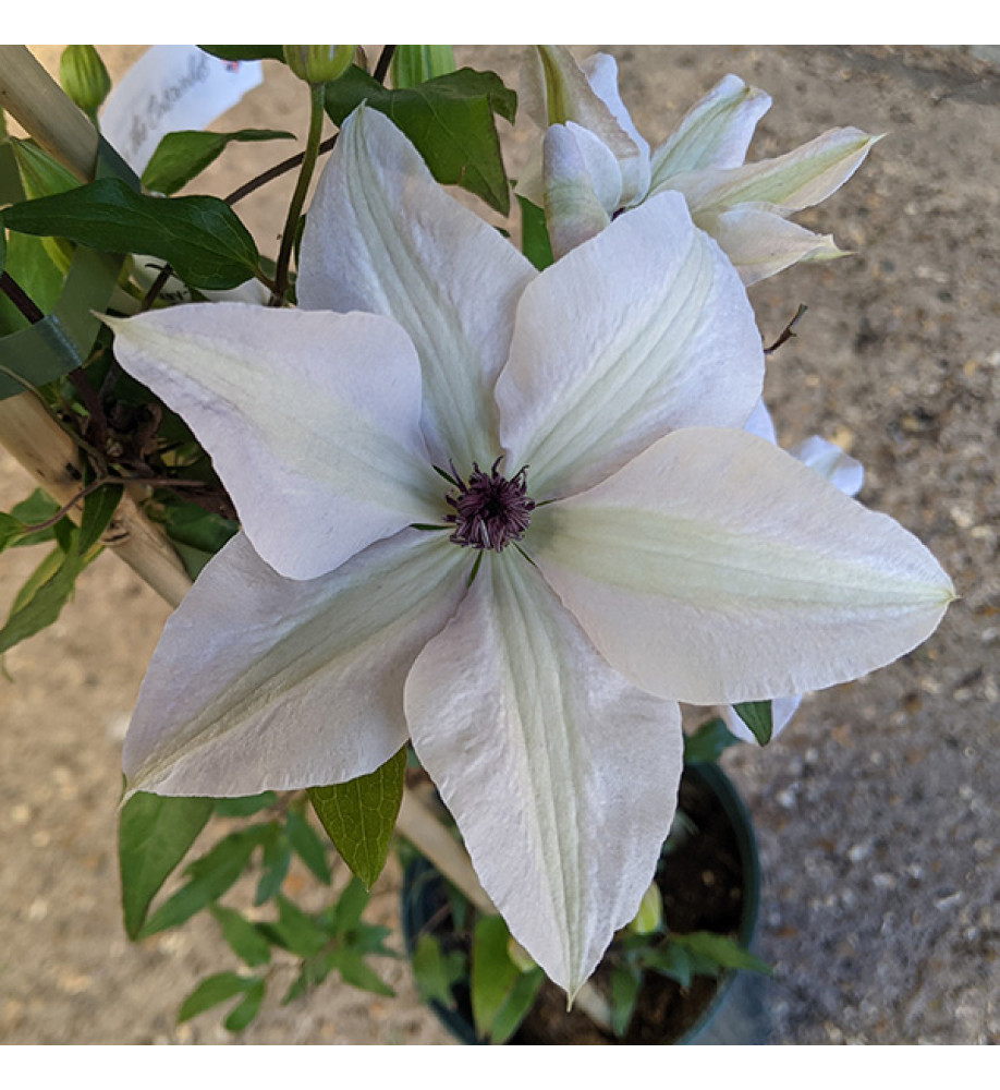 Clematis Tsukiko (Evipo110) (3lt)
