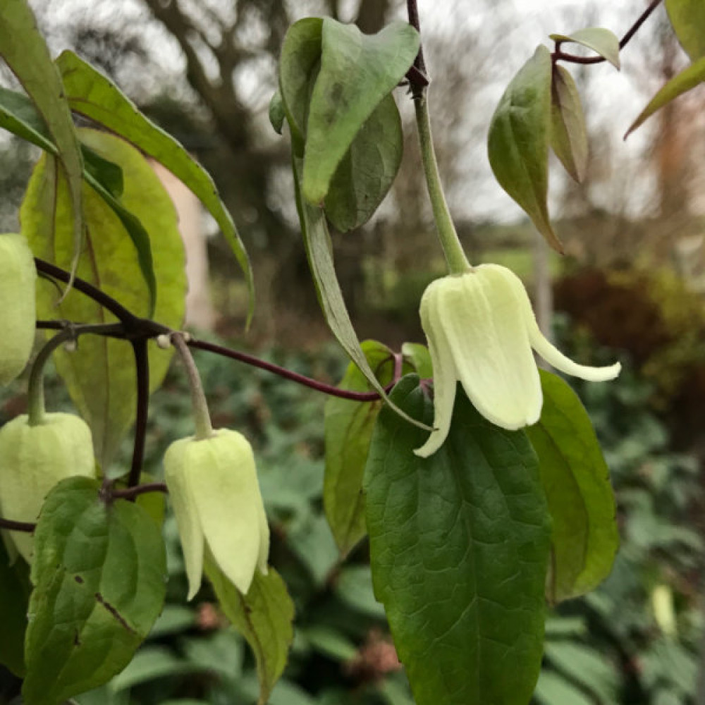 Clematis urophylla Winter Beauty (3lt)