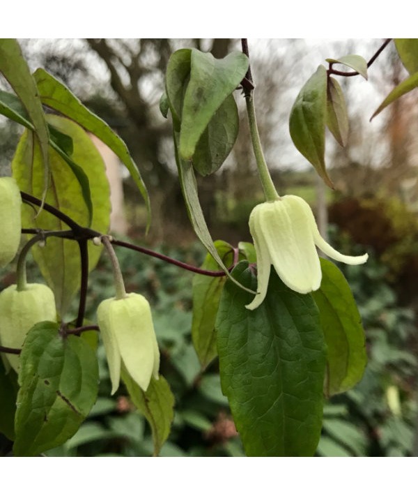 Clematis urophylla Winter Beauty (2lt)