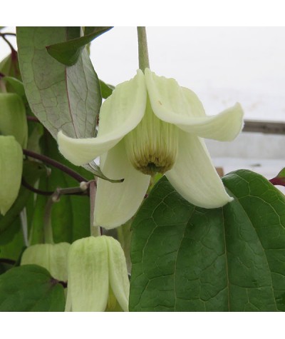 Clematis urophylla Winter Beauty (2lt)