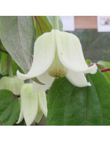 Clematis urophylla Winter Beauty (2lt)