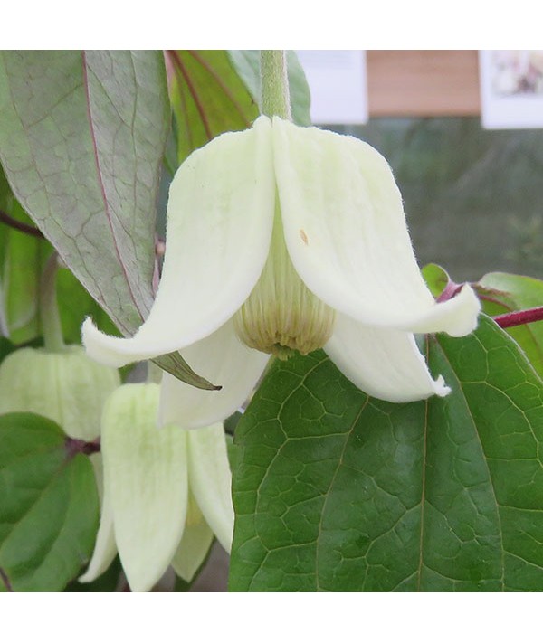 Clematis urophylla Winter Beauty (7lt) Clematis urophylla Winter Beauty (7lt)