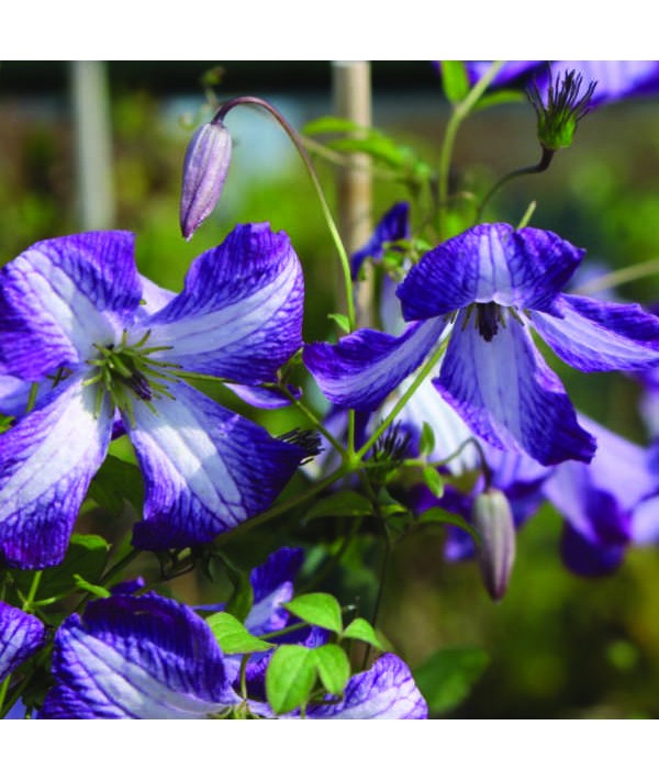 Clematis viticella I am Lady J (7lt)