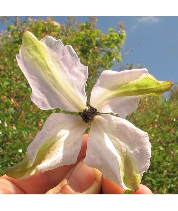 Clematis viticella Alba Luxurians (2lt)