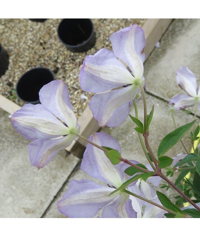 Clematis viticella Caerulea Luxurians (2lt)