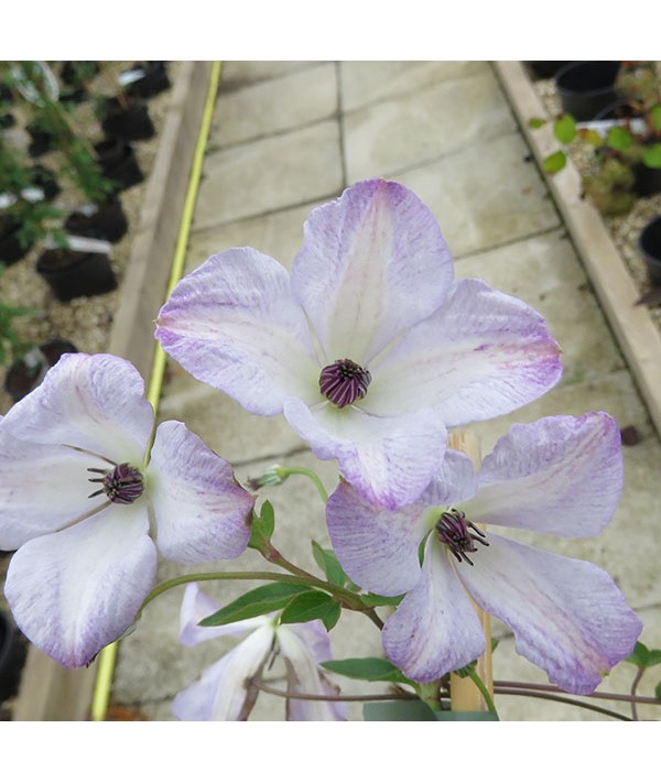 Clematis viticella Caerulea Luxurians (2lt)