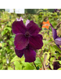 Clematis viticella Dark Eyes (2lt)