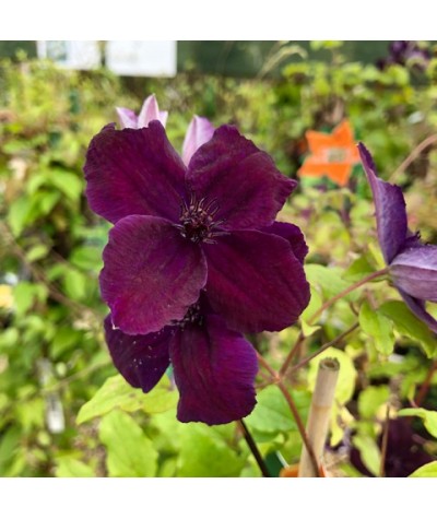 Clematis viticella Dark Eyes (2lt)