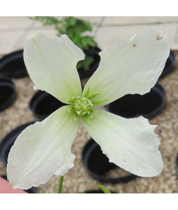 Clematis viticella Hagelby White (2lt) Clematis viticella Hagelby White (2lt)
