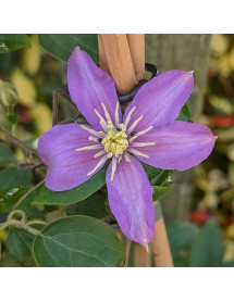 Clematis viticella Justa (3lt)