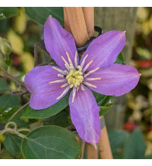 Clematis viticella Justa (3lt)