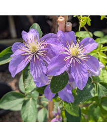 Clematis viticella Justa (3lt)