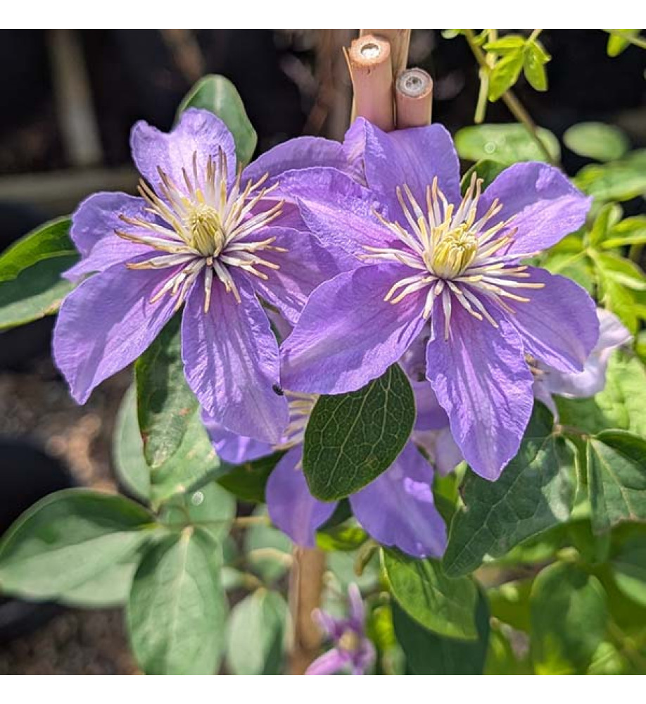 Clematis viticella Justa (3lt)