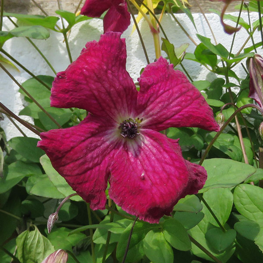 Clematis viticella Kermesina  (3lt)