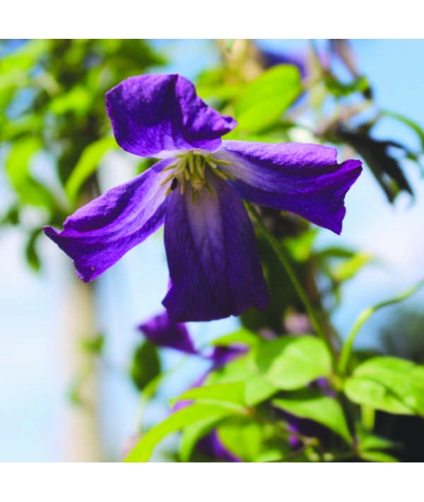 Clematis viticella Little Bass (2lt)