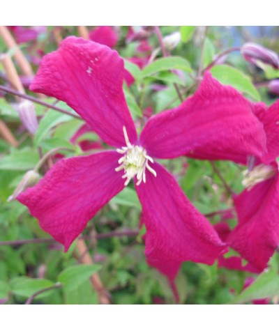 Clematis viticella Madame Julia Correvon  (2lt)