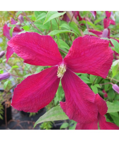 Clematis viticella Madame Julia Correvon  (2lt)