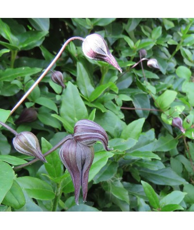 Clematis viticella Mary Rose (3lt)