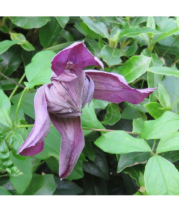 Clematis viticella Mary Rose (3lt)