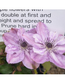 Clematis viticella Super Cute (2lt)