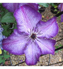 Clematis viticella Super Nova (7lt)