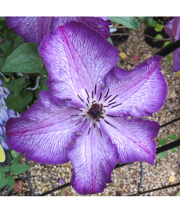 Clematis viticella Super Nova (2lt)