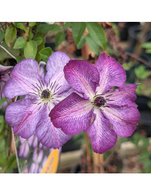 Clematis viticella Super Nova (7lt)