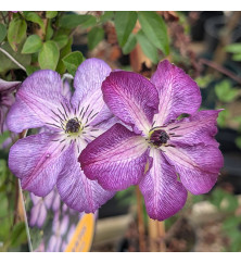 Clematis viticella Super Nova (7lt)
