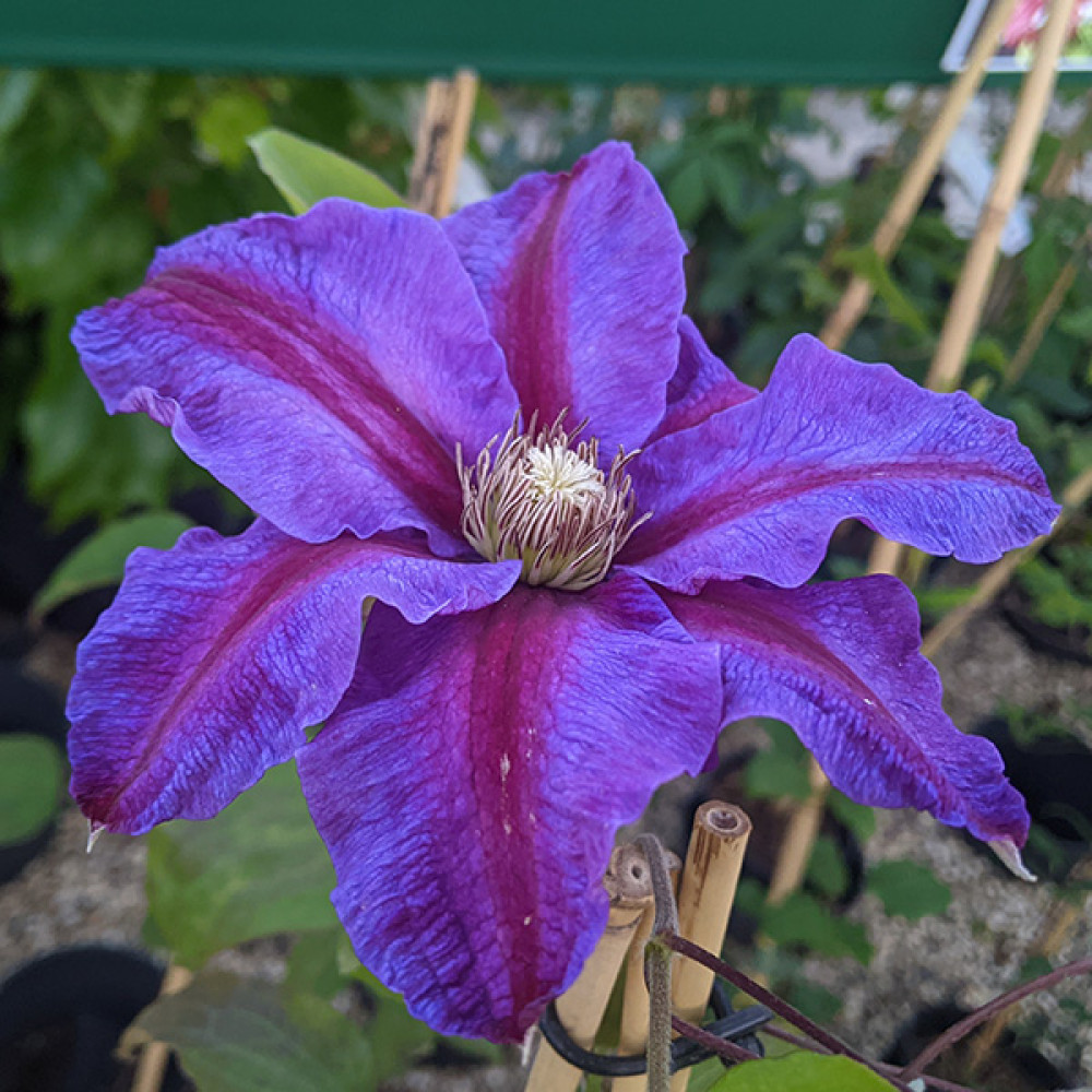 Clematis Beth Currie (3lt)