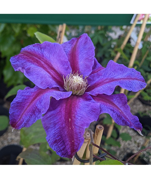 Clematis Beth Currie (3lt)