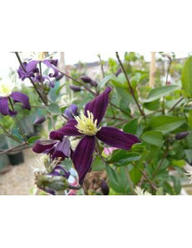 Clematis x aromatica (2lt)