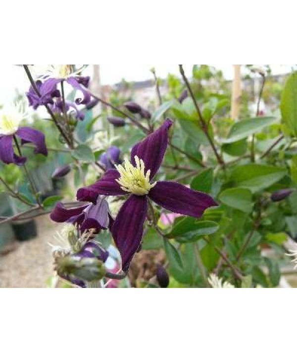 Clematis x aromatica (2lt)