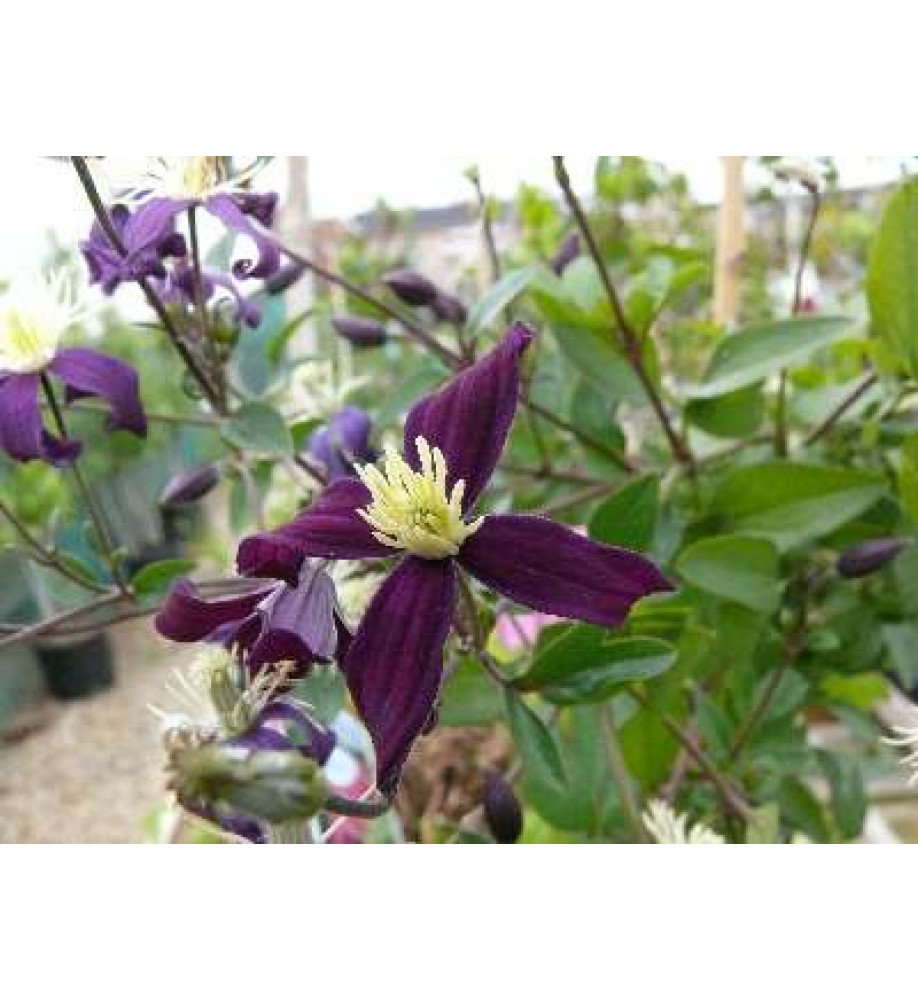 Clematis x aromatica (2lt)
