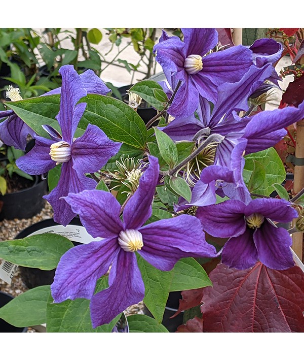 Clematis x durandii (2lt)