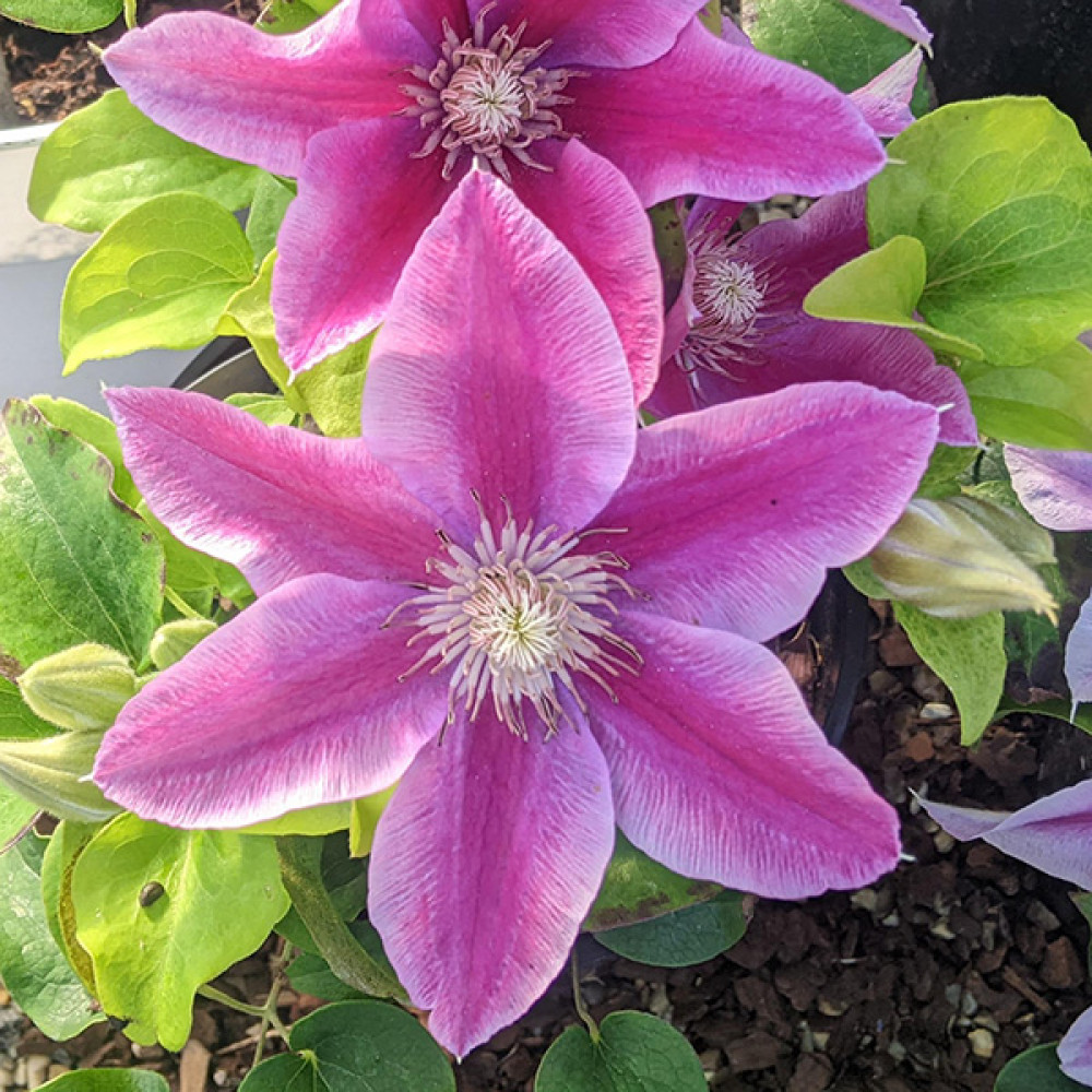 Clematis Yuan (Evipo082) (2lt)