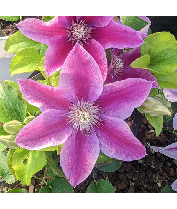 Clematis Yuan (Evipo082) (2lt)